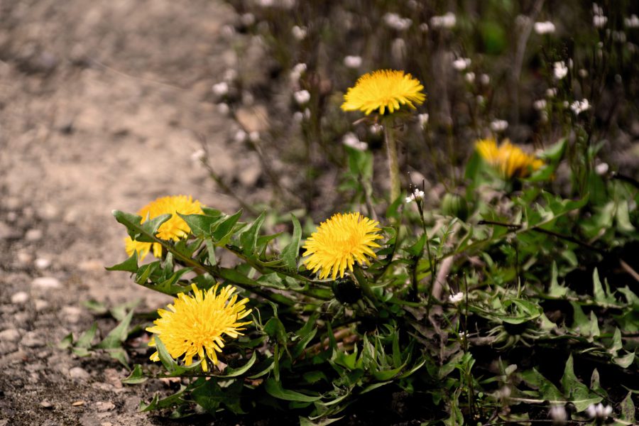 dandelion-4087121